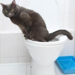 Why Does My Feline Consume Dirty Water?