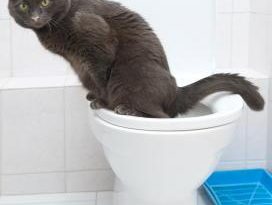 Why Does My Feline Consume Dirty Water?
