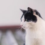 My Kitty Does Not Consume Alcohol Milk– What Should I Do?