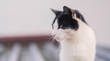 My Kitty Does Not Consume Alcohol Milk– What Should I Do?