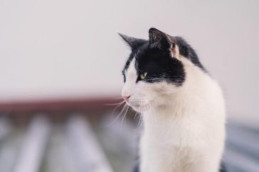 My Kitty Does Not Consume Alcohol Milk– What Should I Do?