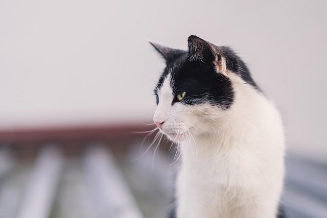 My Kitty Does Not Consume Alcohol Milk– What Should I Do?