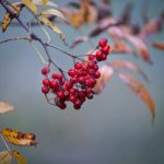 Health Food Advantages: Why You Ought To Consume Organic