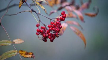 Health Food Advantages: Why You Ought To Consume Organic