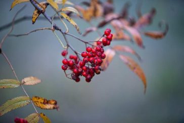 Health Food Advantages: Why You Ought To Consume Organic