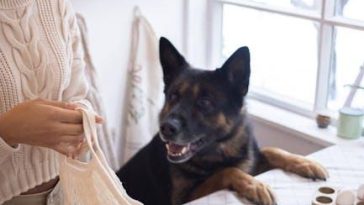 Organic Pet Dog Food along with Making the Right Option