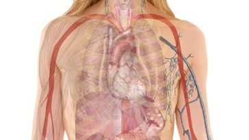 Tips That Will Assist You Get Your Desire Body!