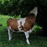 The Health And Wellness Perks Of Tofu Food