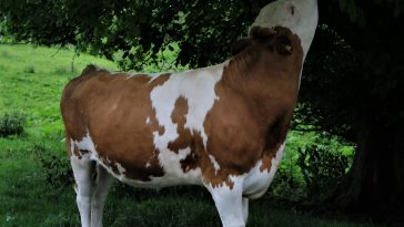 The Health And Wellness Perks Of Tofu Food