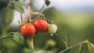 Organic vs. Processed Foods