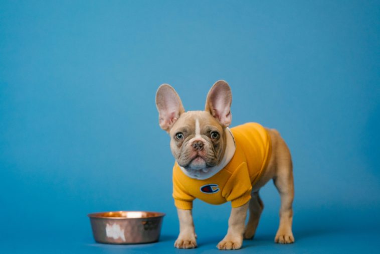 All Pet pet dog Foods Are Not The Very Same
