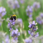 Aromatherapy Essentail Health And Wellness Oil Health