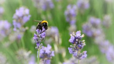 Aromatherapy Essentail Health And Wellness Oil Health