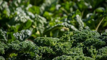 Health and also health And Also Various Other Advantages Of All- all-natural Organic Foods