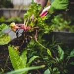 Tips To Purchase Online Organic Foods