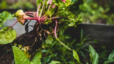 Tips To Purchase Online Organic Foods