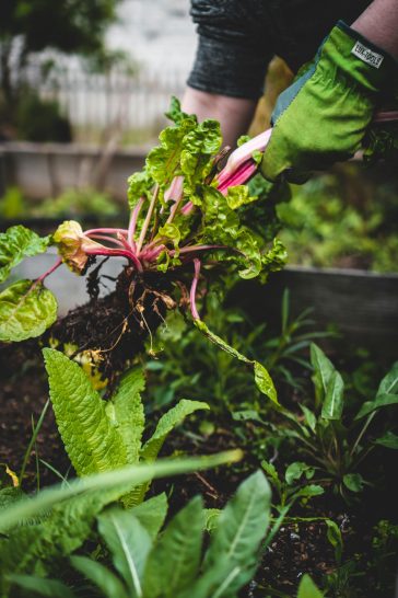 Tips To Purchase Online Organic Foods