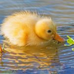 Easy Ways to Make the Change to Organic Foods