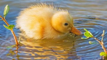 Easy Ways to Make the Change to Organic Foods