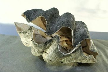 Dish: Clam Beverage