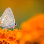 27 – Turning the Change to Vegetarianism