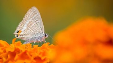 27 – Turning the Change to Vegetarianism