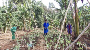 Organic Foods: Why You Should Get Straight From Farmers