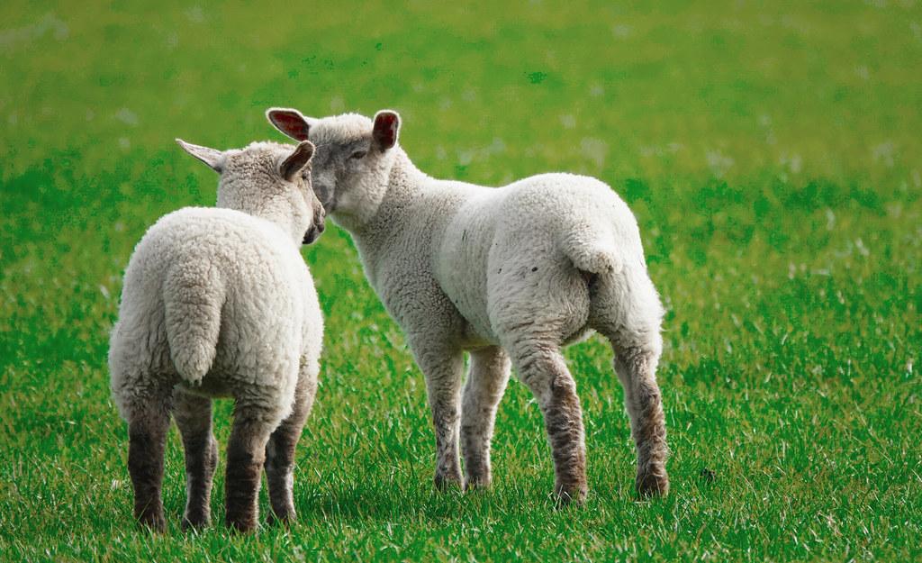 Mastering the Marinade: Secrets to Tender Lamb