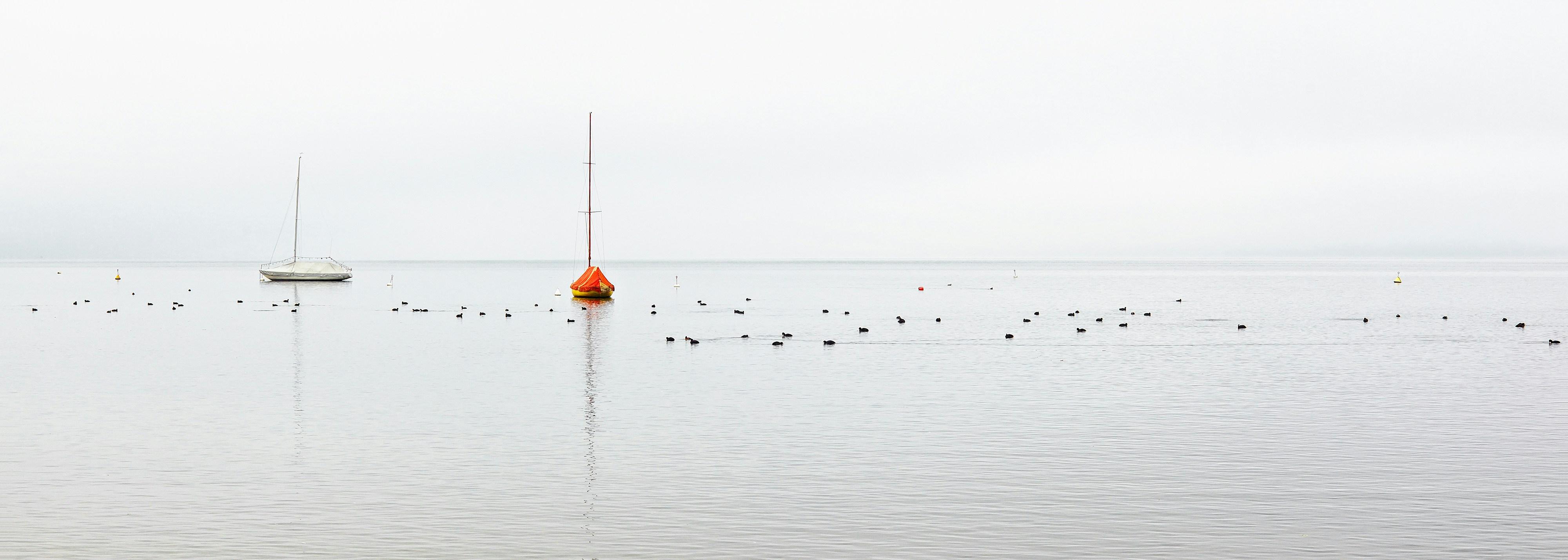 Environmental and Ethical Considerations in Meat Choices