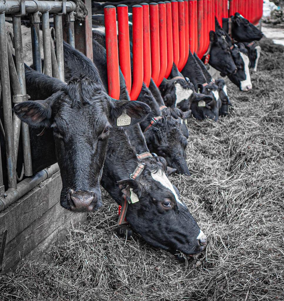 Practical Tips for Transitioning to a Plant-Based Lifestyle