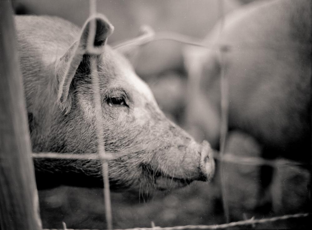 Smart Bacon Choices: Tips for a Balanced Diet