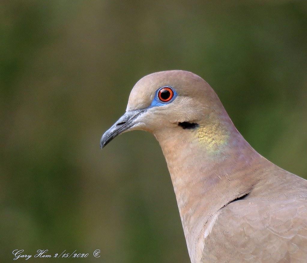 The Science Behind⁢ Calcium and ⁢Vitamin D in Milk