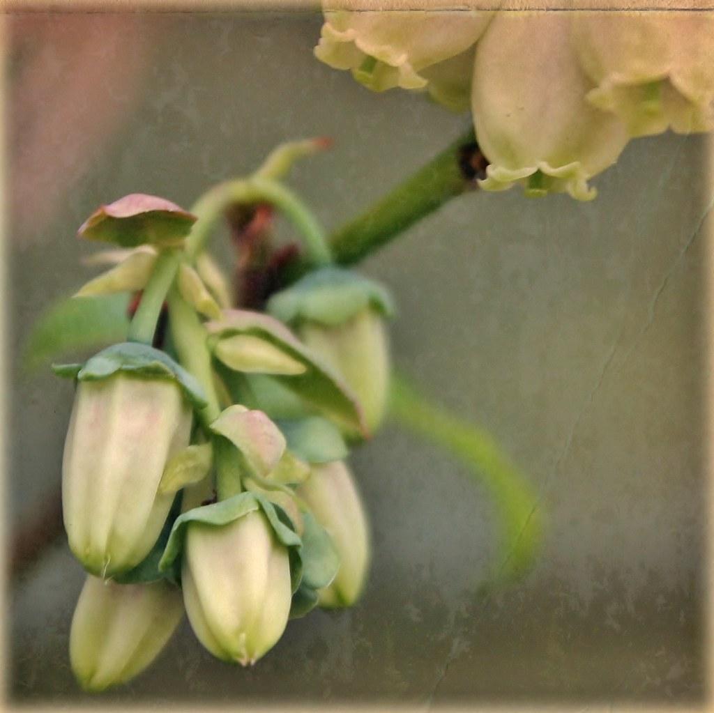 Exploring the World of Superfood Salad Ingredients