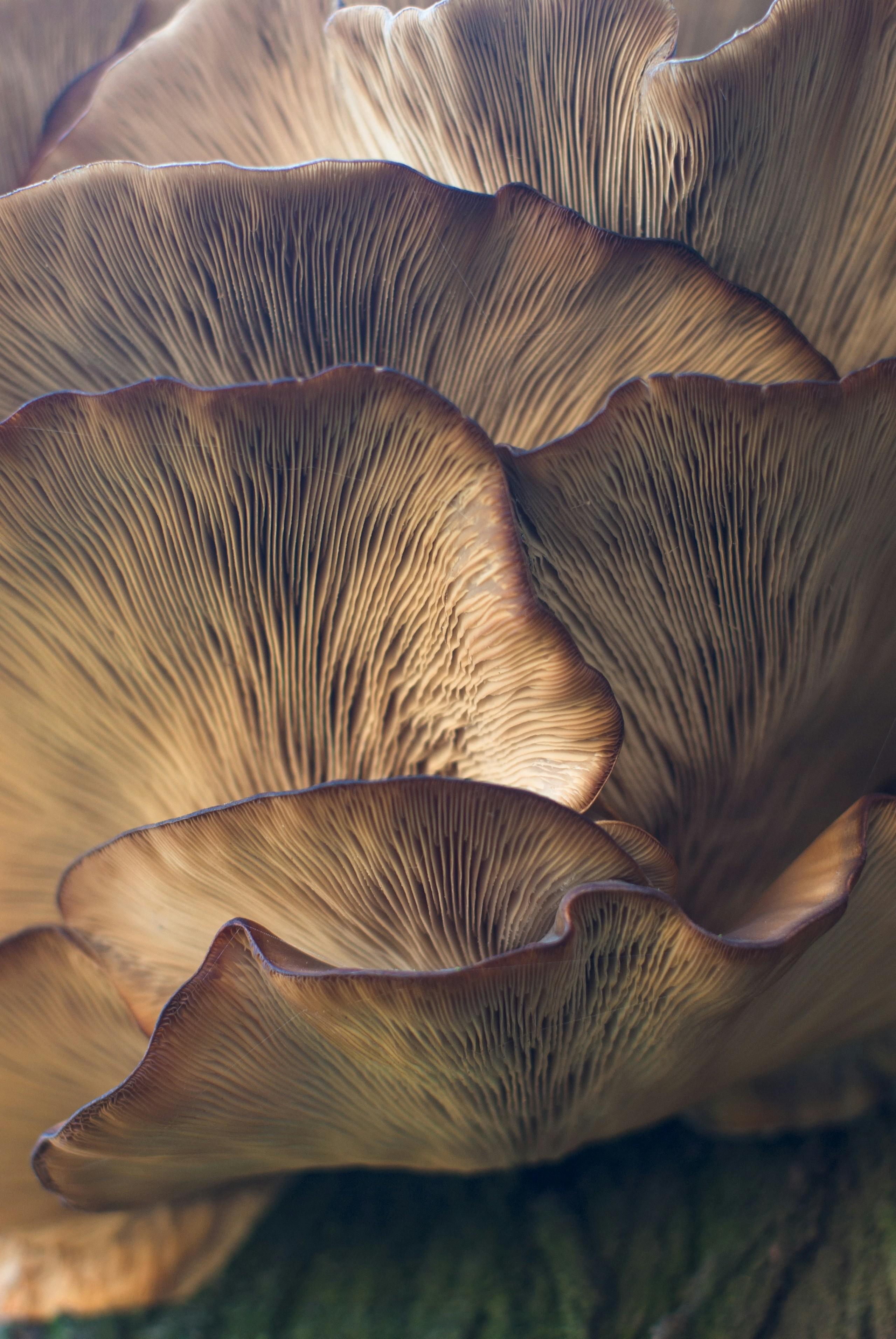 Satisfying Savory: Mushrooms as the New Meat