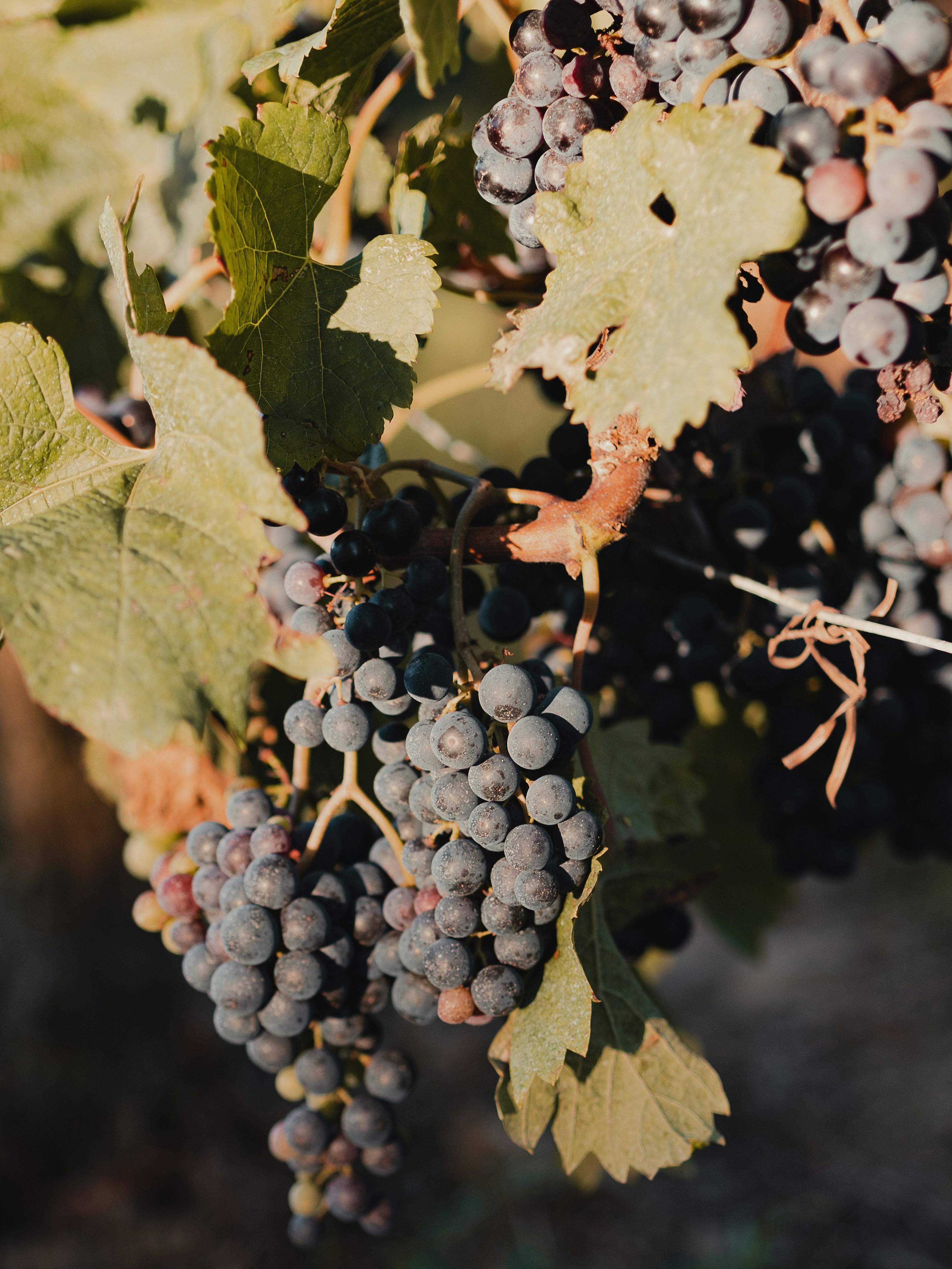 Master Sommelier Tips: Elevating Your Dining Experience ​in Bordeaux