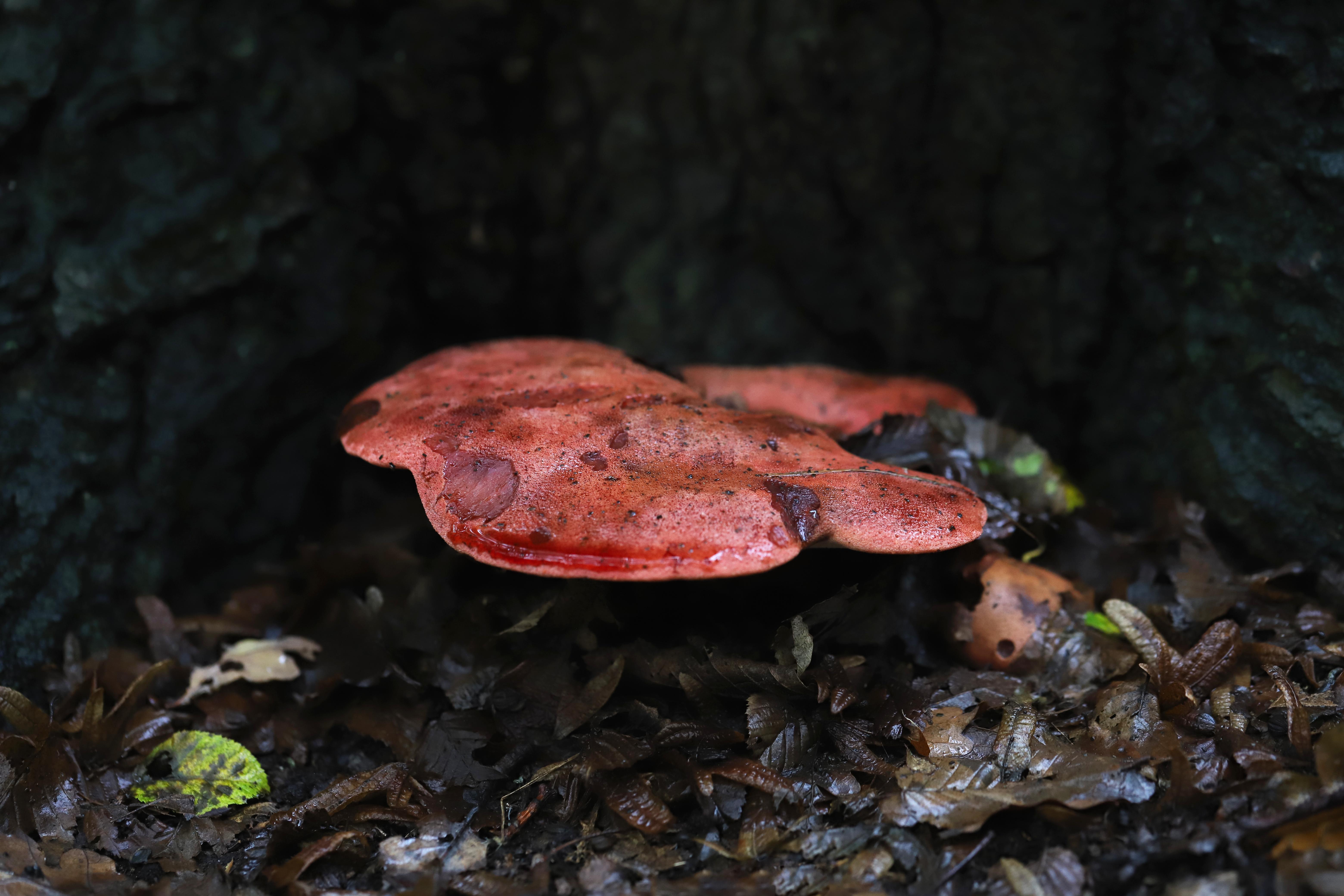 Choosing the Right Substitute for‍ Your ⁢Dietary ​Needs