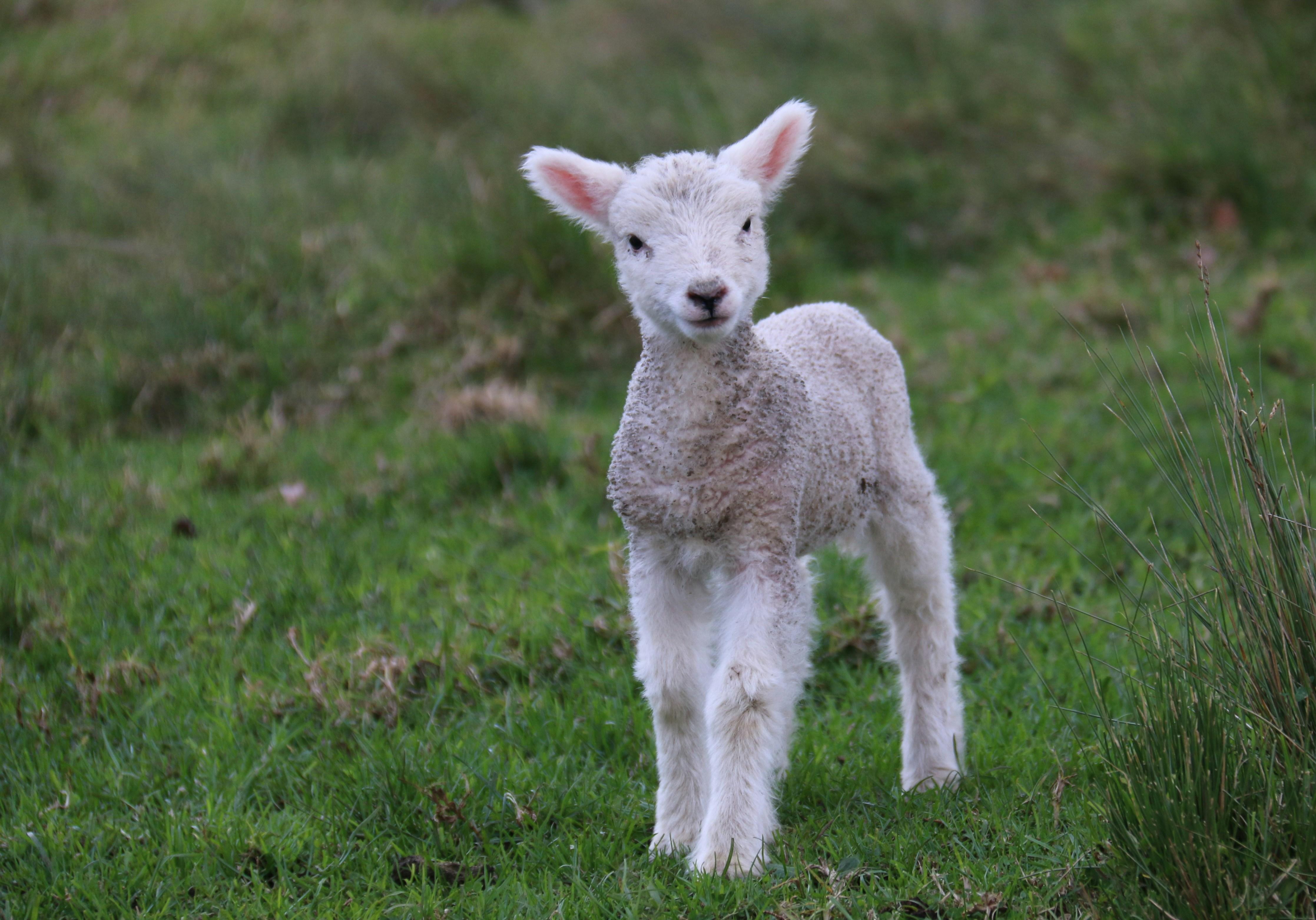Selecting the Perfect Cut for Spiced Lamb Dishes