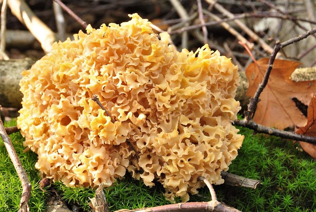 Cooking Techniques for Evenly Melted Cheese