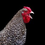 Is Organic Chicken Really Better for You