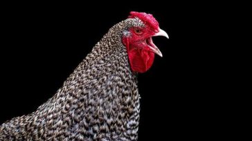 Is Organic Chicken Really Better for You