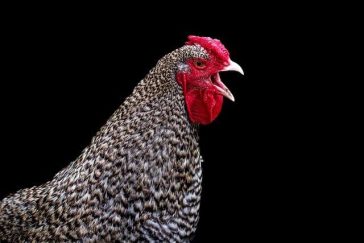 Is Organic Chicken Really Better for You