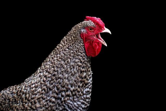 Is Organic Chicken Really Better for You