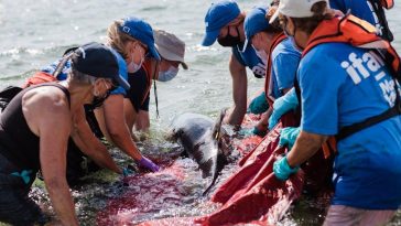 The Ethics of Killing Animals for Food