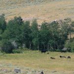 Is Organic Meat Really Worth the Cost