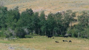 Is Organic Meat Really Worth the Cost