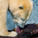 Can a Carnivore Diet Be Healthy