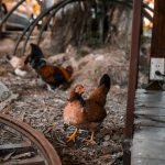 Tips for grilling teriyaki chicken skewers