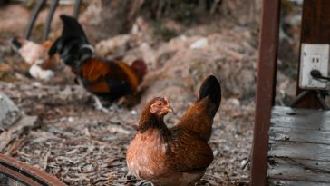 Tips for grilling teriyaki chicken skewers