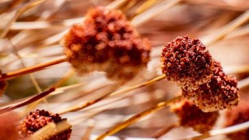 Is Gluten-Free Eating Necessary for All