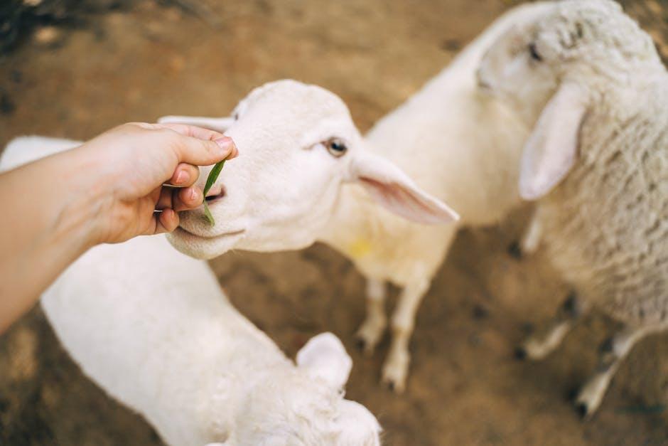 Animal Welfare ⁣Concerns in ⁣the⁢ Lamb ​Industry